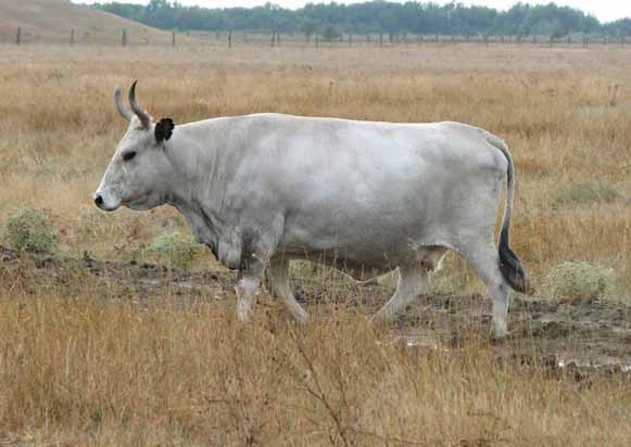 Gray Ukrainian cattle Image - Gray Ukrainian cattle